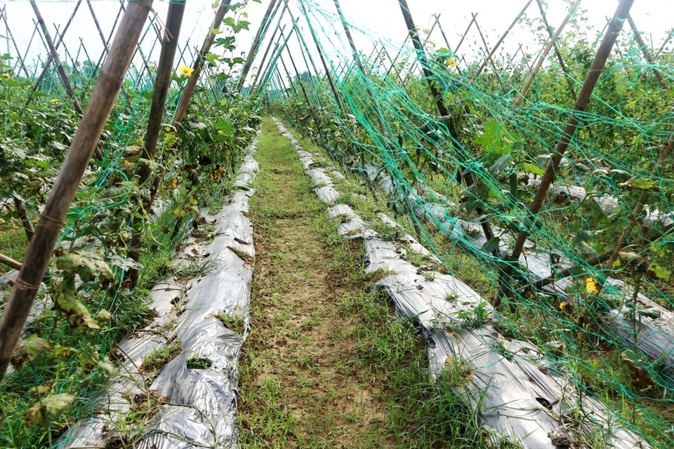 Vùng rau tết ở Quảng Nam Vùng rau tết ở Quảng Nam