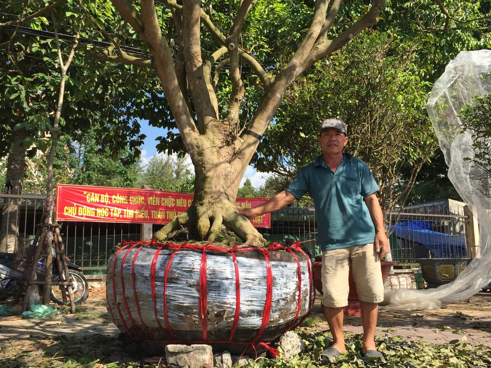 Ông Hiếu bên gốc mai khủng