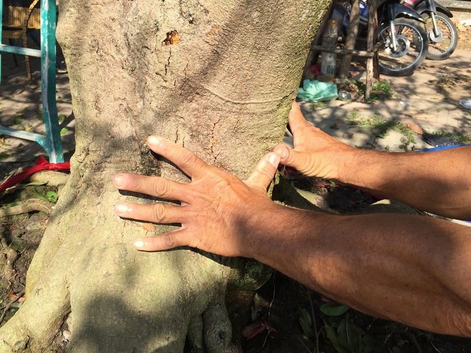 Thân cây mai rất to, sần sùi