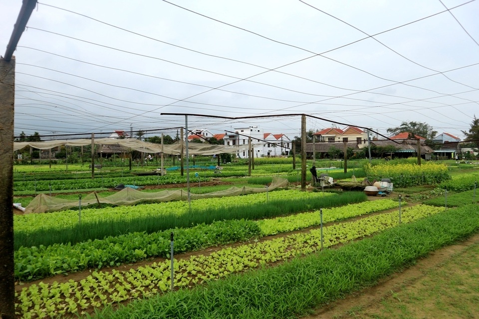 Vùng rau tết ở Quảng Nam Vùng rau tết ở Quảng Nam