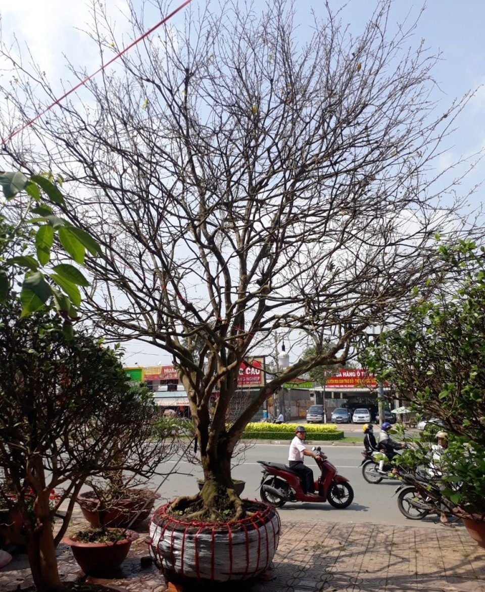 cây mai vàng cổ thụ cao 7 m, tán rộng 8 m, gốc to 1,2 m đang 
