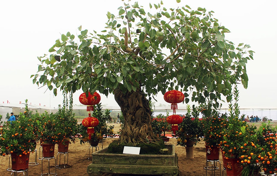 Cây bồ đề trăm tuổi độc nhất Việt Nam, đại gia đặt 2 tỷ đồng không mua nổi - 3 Cây bồ đề trăm tuổi độc nhất Việt Nam, đại gia đặt 2 tỷ đồng không mua nổi - 3