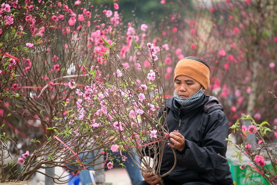 Vườn đào Nhật Tân đỏ rực những ngày giáp Tết - 10 Vườn đào Nhật Tân đỏ rực những ngày giáp Tết - 10