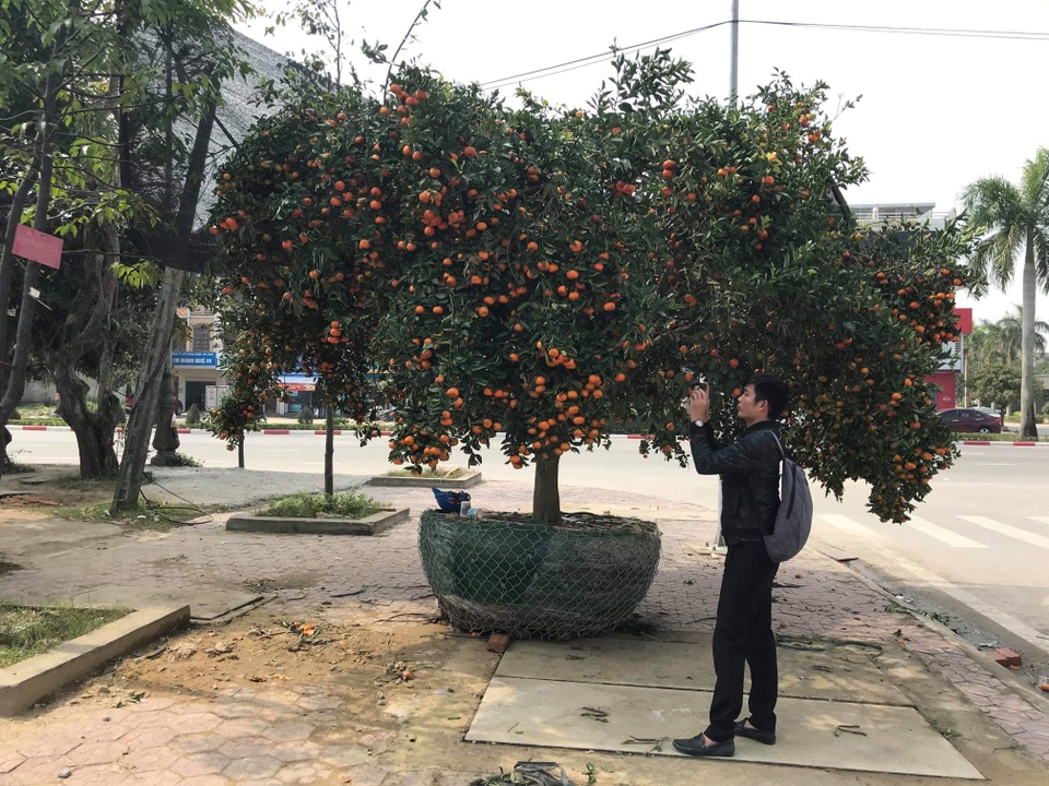 Ngắm cây quýt cổ thụ có 3 tạ quả, giá trăm triệu - 8 Ngắm cây quýt cổ thụ có 3 tạ quả, giá trăm triệu - 8