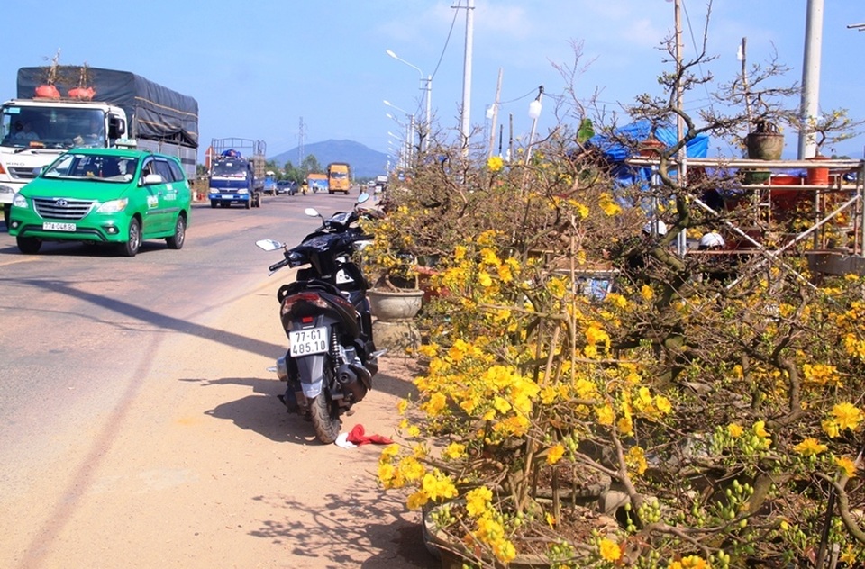 Mai vàng “đổ bộ” ra quốc lộ 1 khoe sắc níu chân du khách - 2