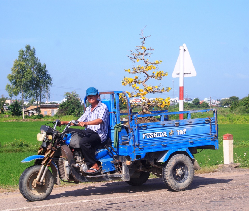 Mai vàng “đổ bộ” ra quốc lộ 1 khoe sắc níu chân du khách - 5