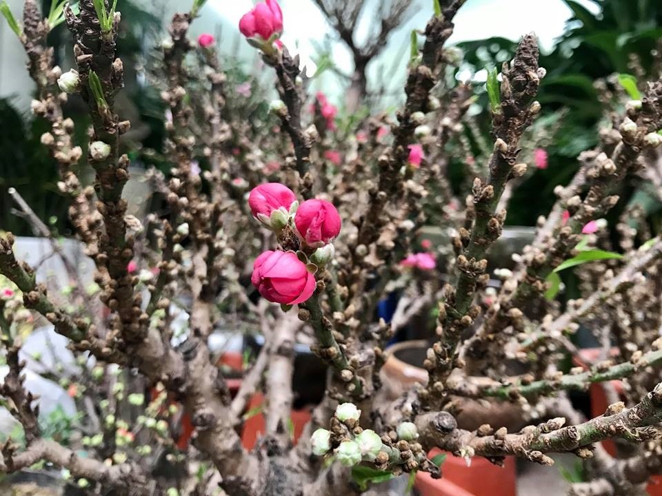 Thực hư đào mini Trung Quốc ngập chợ Việt hét giá tiền triệu - 2 Thực hư đào mini Trung Quốc ngập chợ Việt hét giá tiền triệu - 2