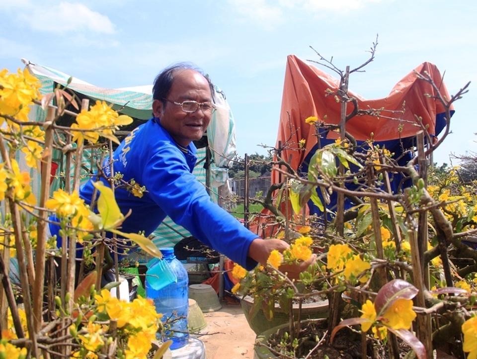 Mai vàng “đổ bộ” ra quốc lộ 1 khoe sắc níu chân du khách - 6