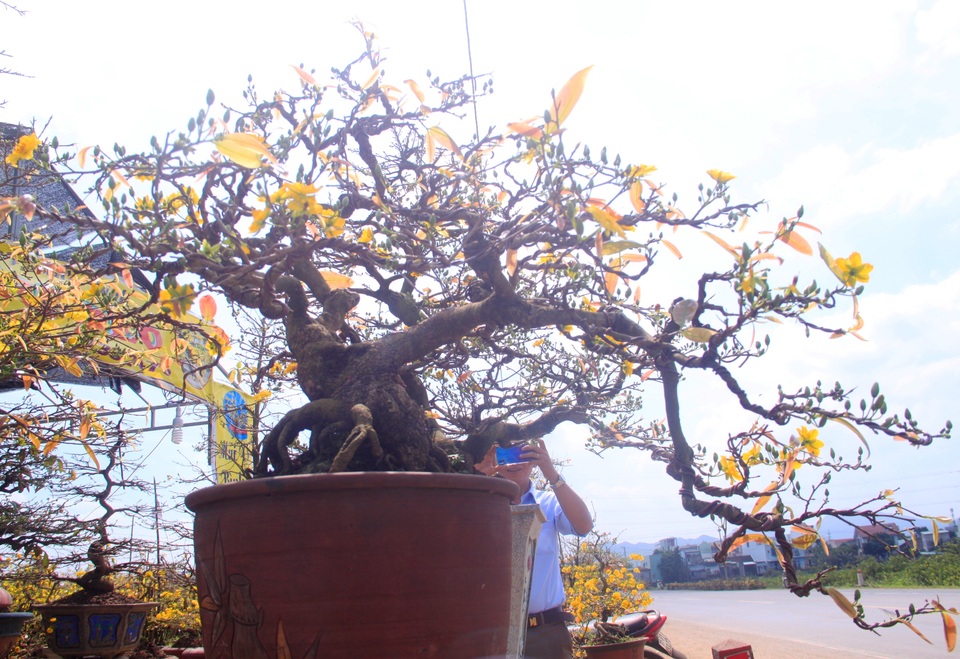 Mai vàng “đổ bộ” ra quốc lộ 1 khoe sắc níu chân du khách - 8