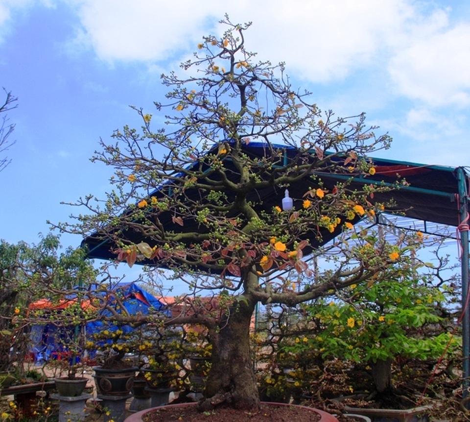 Mai vàng “đổ bộ” ra quốc lộ 1 khoe sắc níu chân du khách - 4