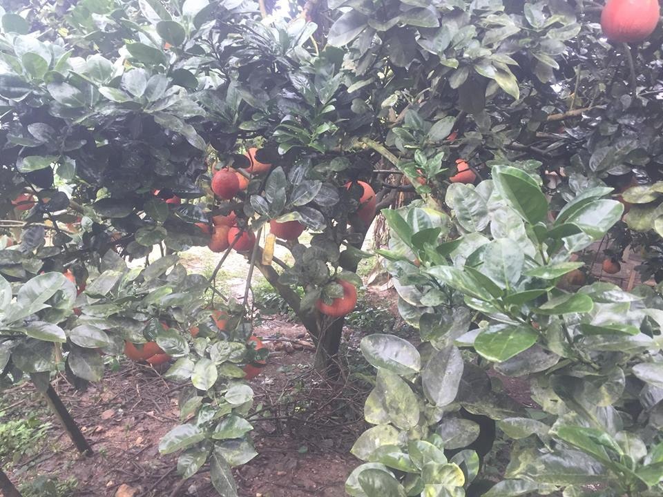 Dân buôn săn bưởi đỏ cờ, lùng mua cả vườn về bán Tết - 2 Dân buôn săn bưởi đỏ cờ, lùng mua cả vườn về bán Tết - 2