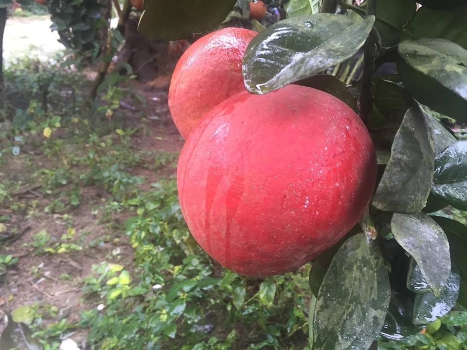 Dân buôn săn bưởi đỏ cờ, lùng mua cả vườn về bán Tết - 3 Dân buôn săn bưởi đỏ cờ, lùng mua cả vườn về bán Tết - 3