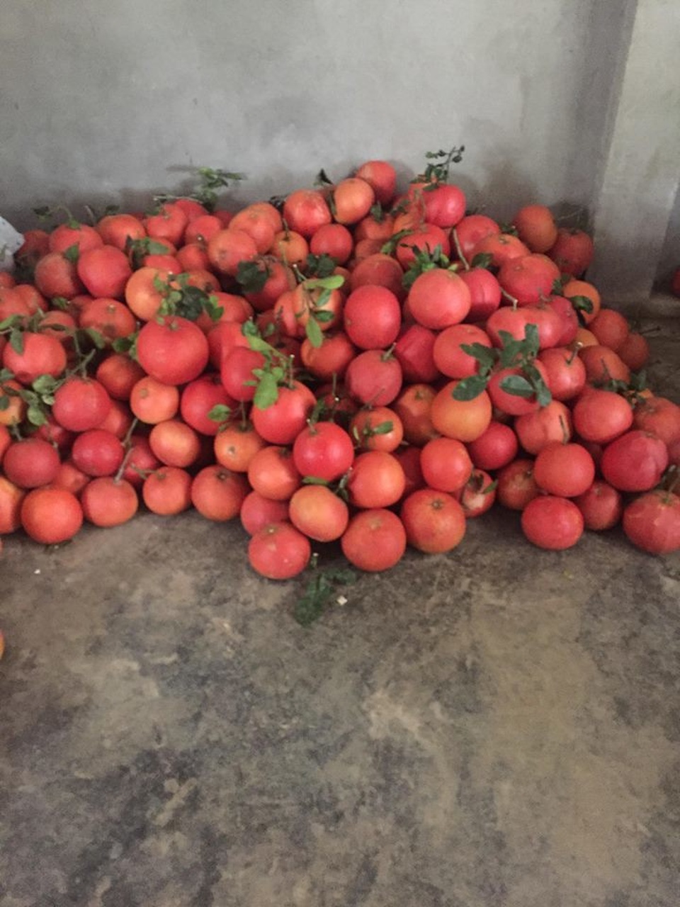 Dân buôn săn bưởi đỏ cờ, lùng mua cả vườn về bán Tết - 4 Dân buôn săn bưởi đỏ cờ, lùng mua cả vườn về bán Tết - 4