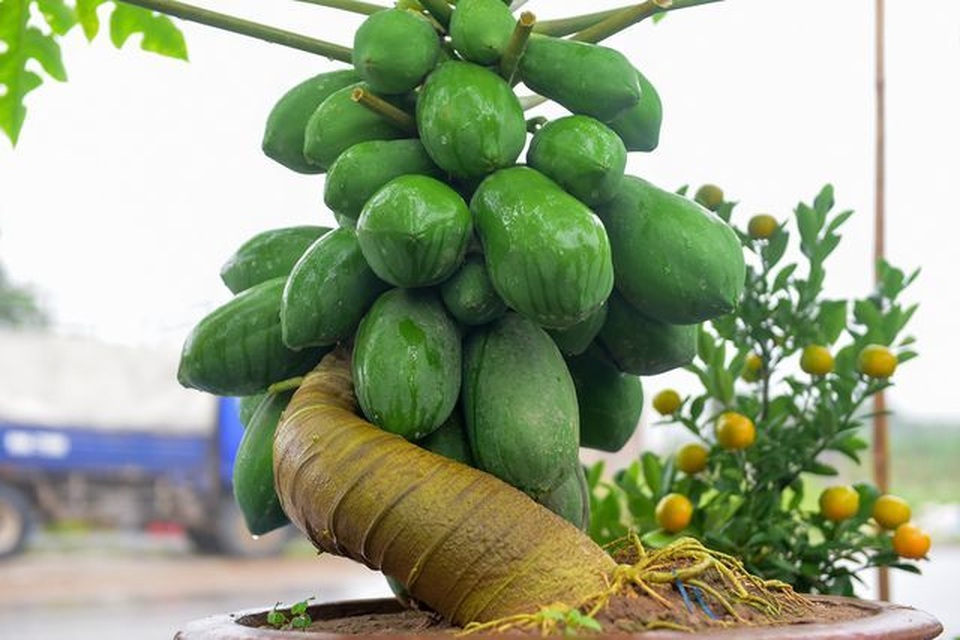 Mẹo chọn trái cây cho ban thờ ngày Tết không phải ai cũng biết - 5 Mẹo chọn trái cây cho ban thờ ngày Tết không phải ai cũng biết - 5