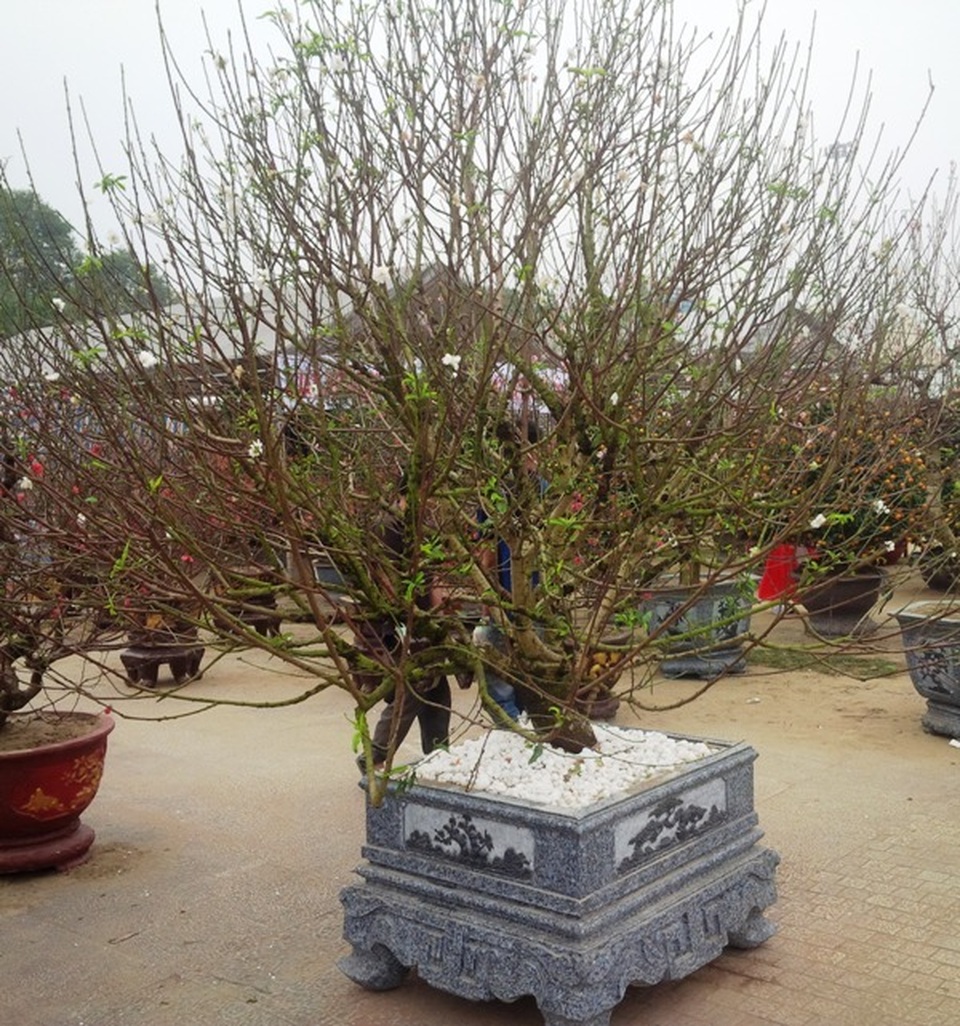 Cây hoa đào trắng tinh khôi hút khách ở chợ hoa xuân - 1 Cây hoa đào trắng tinh khôi hút khách ở chợ hoa xuân - 1