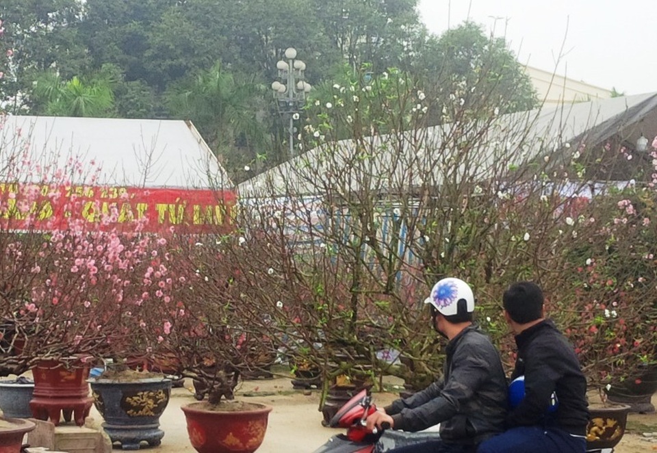 Cây hoa đào trắng tinh khôi hút khách ở chợ hoa xuân - 6 Cây hoa đào trắng tinh khôi hút khách ở chợ hoa xuân - 6