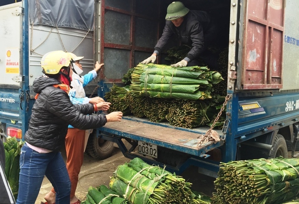 Thanh Hoá: Kiếm tiền triệu từ lá dong rừng - 7 Thanh Hoá: Kiếm tiền triệu từ lá dong rừng - 7