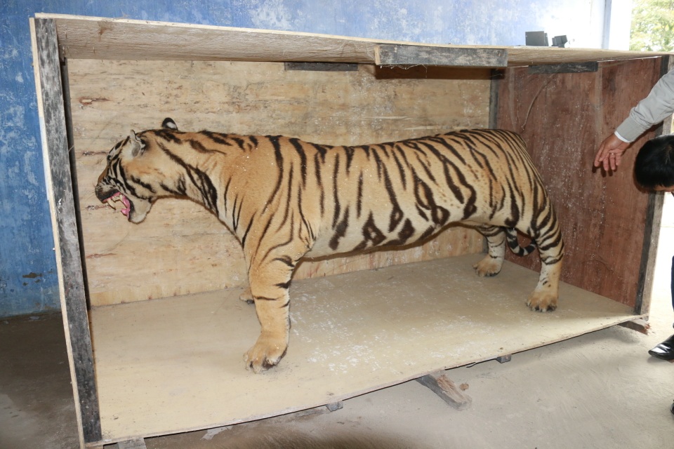 Chuyển giao hổ Bengal nhồi bông cho Bảo tàng Thiên nhiên - 1 Chuyển giao hổ Bengal nhồi bông cho Bảo tàng Thiên nhiên - 1