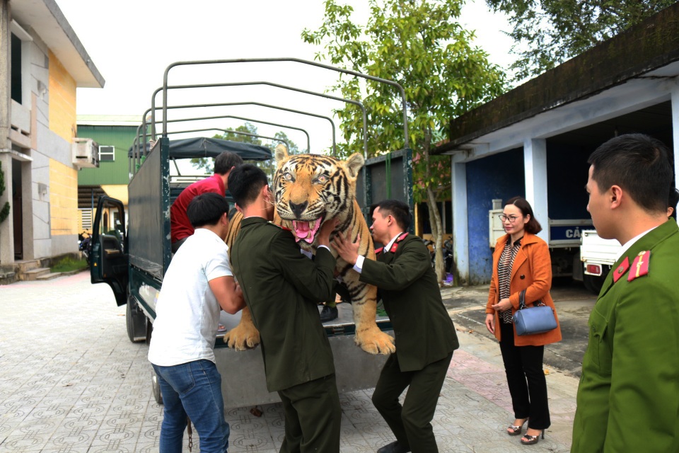 Chuyển giao hổ Bengal nhồi bông cho Bảo tàng Thiên nhiên - 3 Chuyển giao hổ Bengal nhồi bông cho Bảo tàng Thiên nhiên - 3