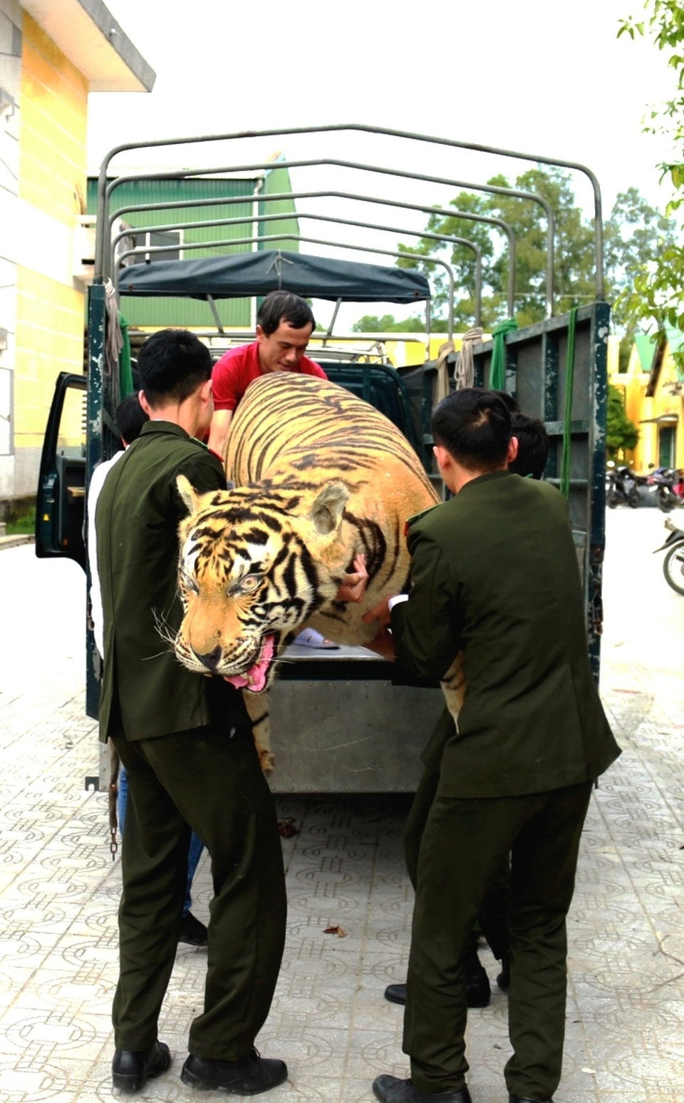 Chuyển giao hổ Bengal nhồi bông cho Bảo tàng Thiên nhiên - 2 Chuyển giao hổ Bengal nhồi bông cho Bảo tàng Thiên nhiên - 2