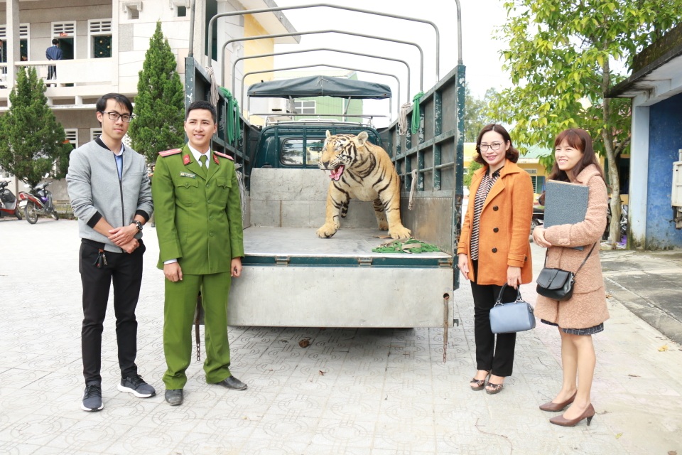 Chuyển giao hổ Bengal nhồi bông cho Bảo tàng Thiên nhiên - 4 Chuyển giao hổ Bengal nhồi bông cho Bảo tàng Thiên nhiên - 4