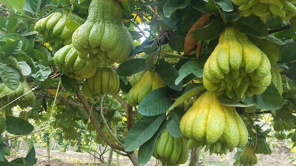 Mẹo chọn trái cây cho ban thờ ngày Tết không phải ai cũng biết - 1 Mẹo chọn trái cây cho ban thờ ngày Tết không phải ai cũng biết - 1