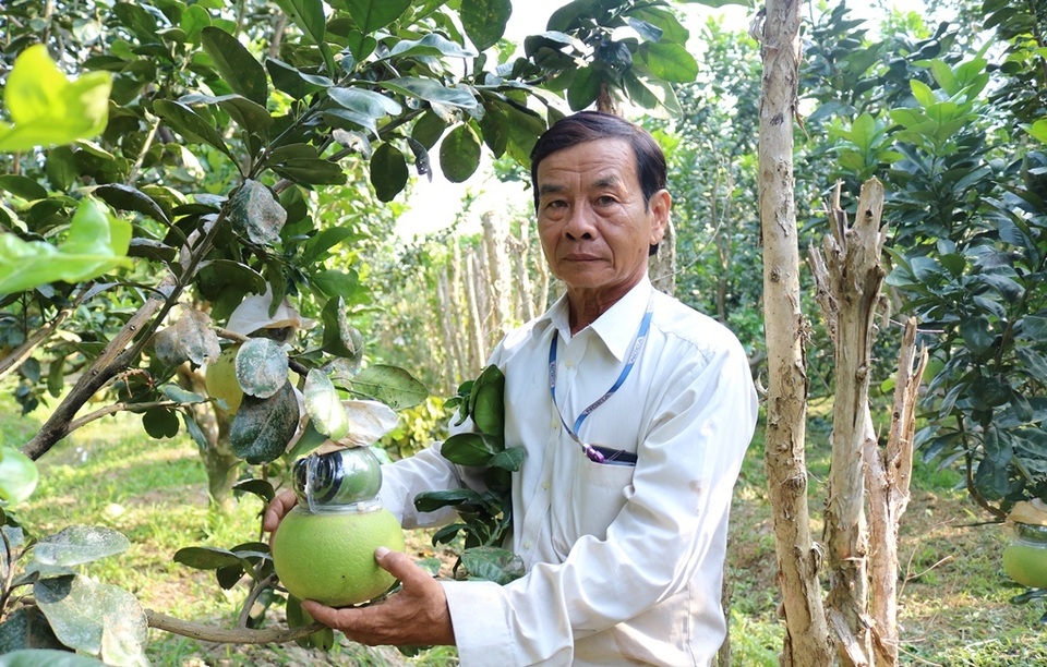 Võ Trung Thành đang cắt bưởi hồ lô cho khách Võ Trung Thành đang cắt bưởi hồ lô cho khách
