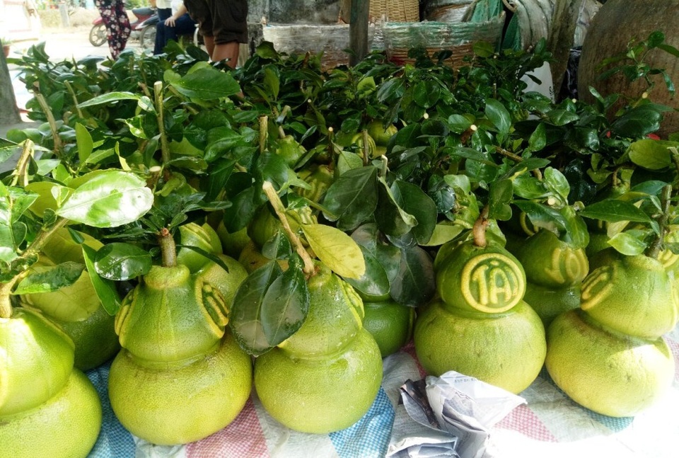 Đối với sản phẩm truyền thống là bưởi hồ lô tài - lộc, ông Thành bán với giá từ 600.000-1,6 triệu đồng/cặp tùy loại Đối với sản phẩm truyền thống là bưởi hồ lô tài - lộc, ông Thành bán với giá từ 600.000-1,6 triệu đồng/cặp tùy loại