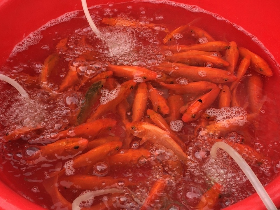 ca ong Tao 13.JPG ca ong Tao 13.JPG