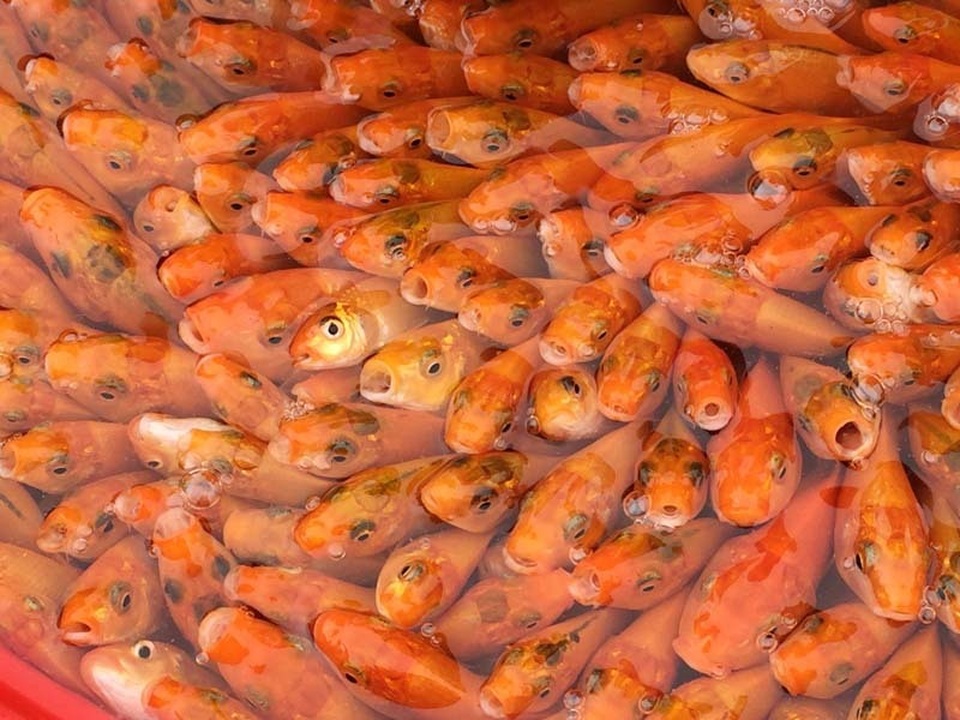 ca ong Tao 2.JPG ca ong Tao 2.JPG