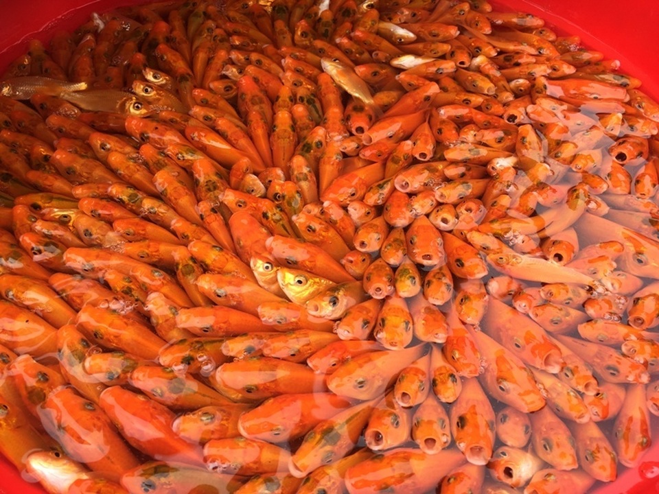 ca ong Tao 3.JPG ca ong Tao 3.JPG