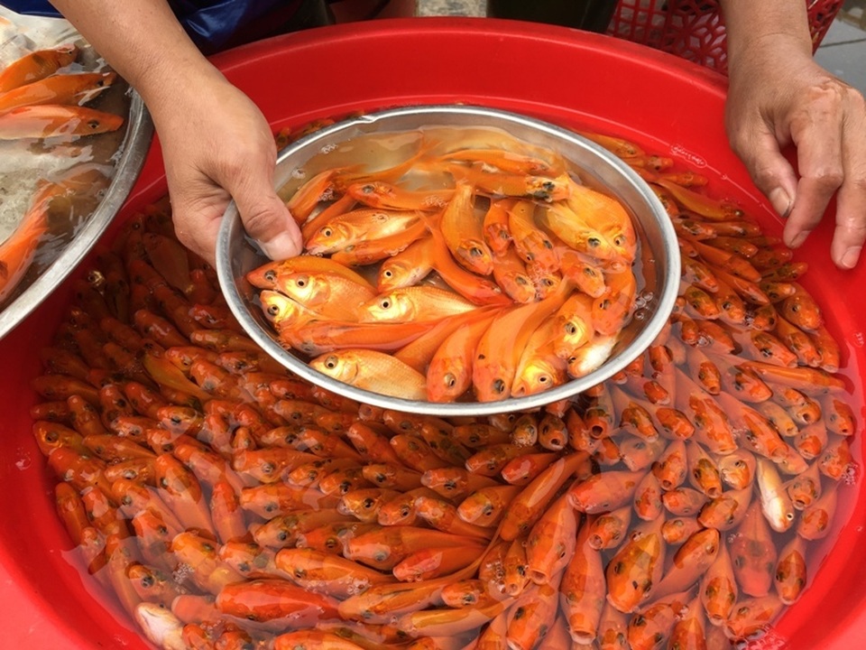 ca ong Tao 4.JPG ca ong Tao 4.JPG