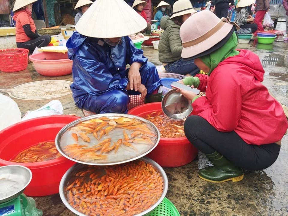 ca ong Tao 6.1.JPG ca ong Tao 6.1.JPG