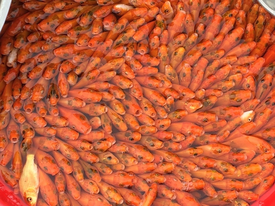 ca ong Tao 8.JPG ca ong Tao 8.JPG