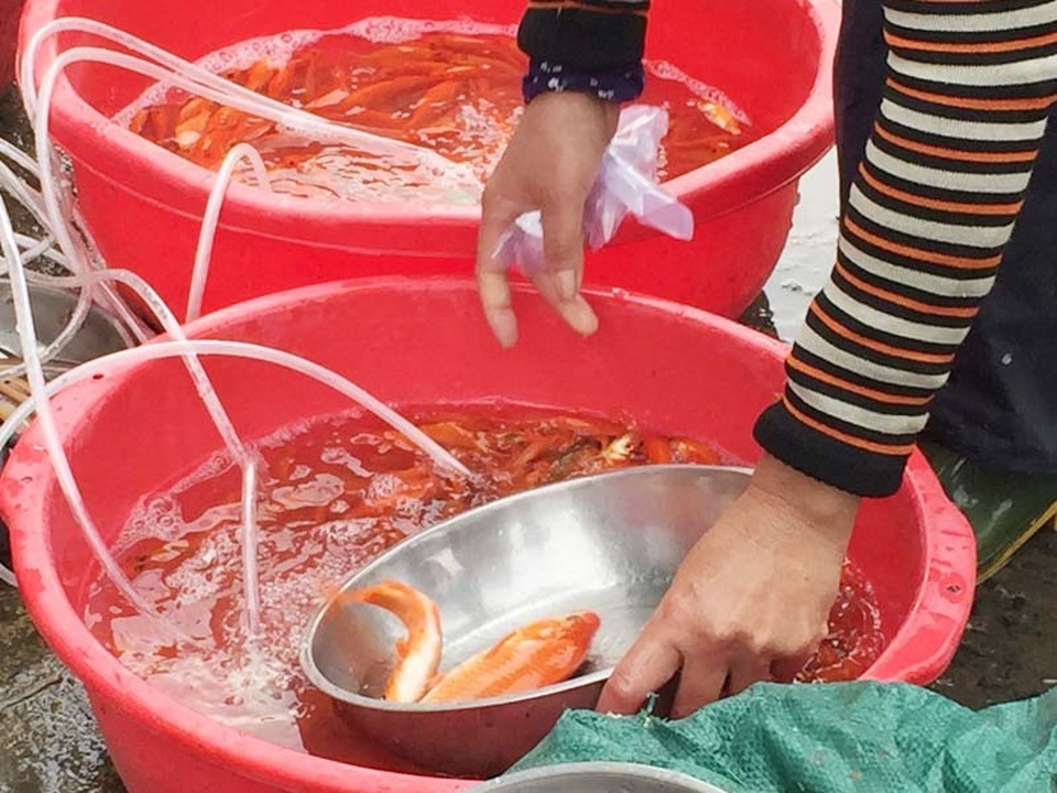 ca ong Tao 9.JPG ca ong Tao 9.JPG