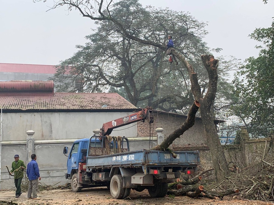 Hà Nội: Chặt hạ cây sưa đỏ 100 năm tuổi bên cạnh cây sưa trăm tỷ - 4 Hà Nội: Chặt hạ cây sưa đỏ 100 năm tuổi bên cạnh cây sưa trăm tỷ - 4