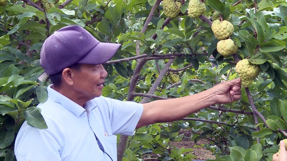 Giáp Tết, nông dân thu hàng trăm triệu đồng từ trái mãng cầu ta trái vụ - 1 Giáp Tết, nông dân thu hàng trăm triệu đồng từ trái mãng cầu ta trái vụ - 1