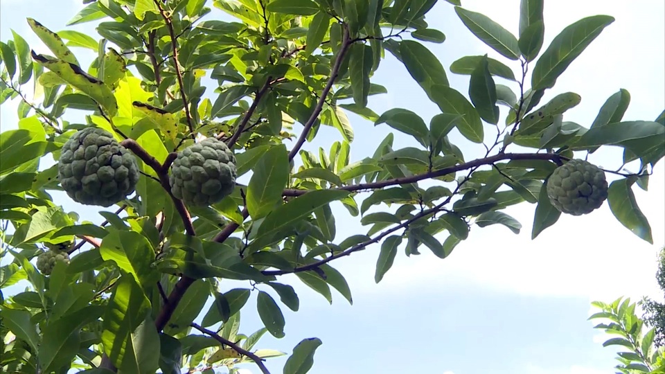Giáp Tết, nông dân thu hàng trăm triệu đồng từ trái mãng cầu ta trái vụ - 3 Giáp Tết, nông dân thu hàng trăm triệu đồng từ trái mãng cầu ta trái vụ - 3