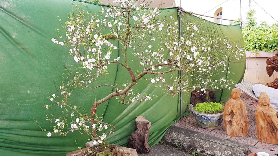 Nhất chi mai khoe sắc tinh khiết, chào giá 30 triệu đồng - 3 Nhất chi mai khoe sắc tinh khiết, chào giá 30 triệu đồng - 3