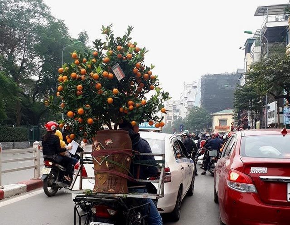 Đỗ quyên 400 tuổi gần 1 tỷ đồng, đào Thất Thốn nhiều tuổi hơn chủ  - 7 Đỗ quyên 400 tuổi gần 1 tỷ đồng, đào Thất Thốn nhiều tuổi hơn chủ  - 7