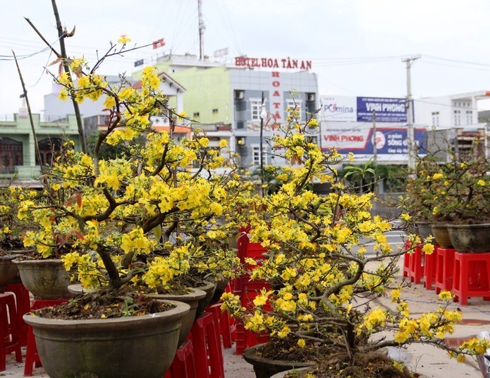 Mai nở “tung tóe”, nhiều người trồng mai mất Tết - 3 Mai nở “tung tóe”, nhiều người trồng mai mất Tết - 3