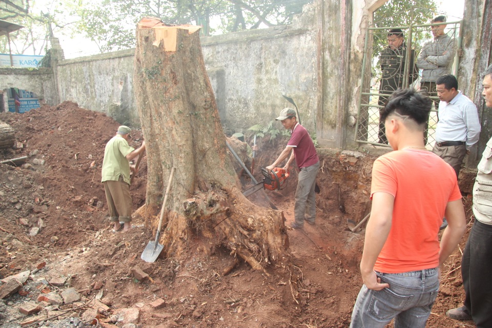 Cận cảnh buổi chặt hạ cây sưa trăm tỷ ở Hà Nội - 2 Cận cảnh buổi chặt hạ cây sưa trăm tỷ ở Hà Nội - 2