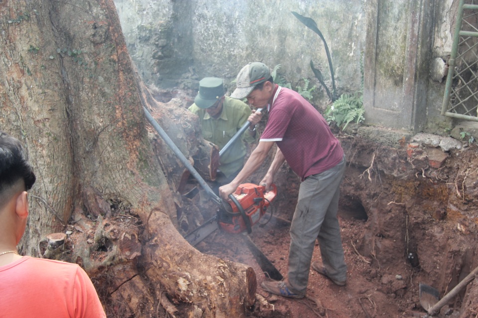 Cận cảnh buổi chặt hạ cây sưa trăm tỷ ở Hà Nội - 1 Cận cảnh buổi chặt hạ cây sưa trăm tỷ ở Hà Nội - 1