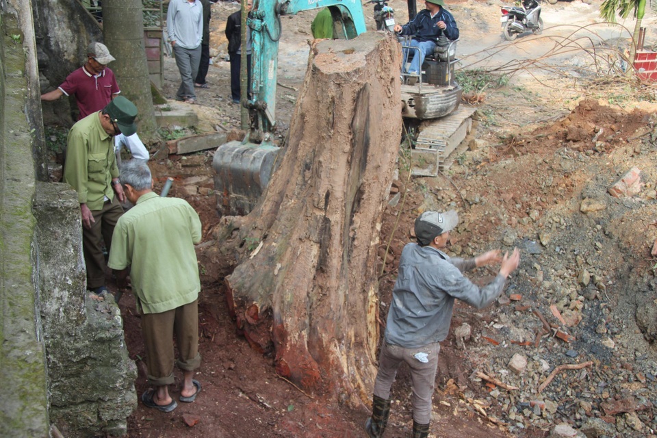 Cận cảnh buổi chặt hạ cây sưa trăm tỷ ở Hà Nội - 5 Cận cảnh buổi chặt hạ cây sưa trăm tỷ ở Hà Nội - 5