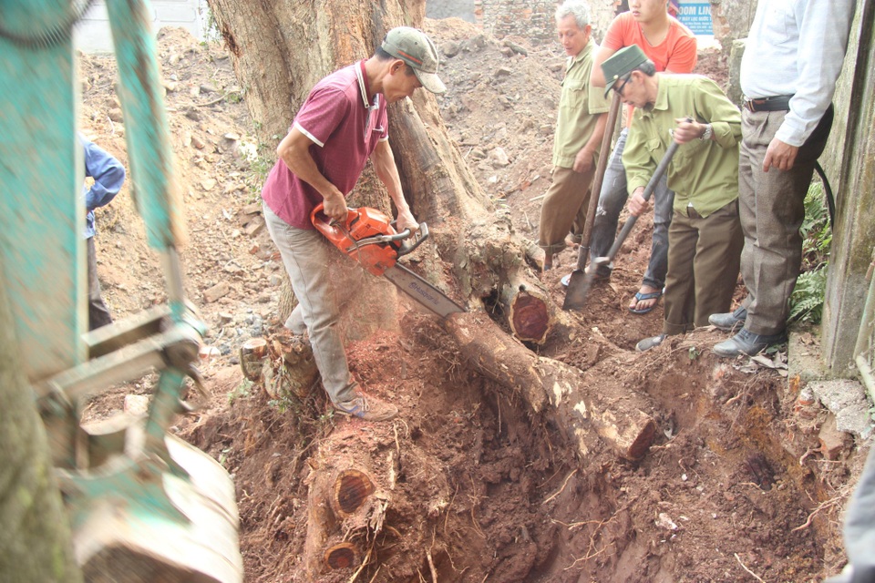 Cận cảnh buổi chặt hạ cây sưa trăm tỷ ở Hà Nội - 4 Cận cảnh buổi chặt hạ cây sưa trăm tỷ ở Hà Nội - 4