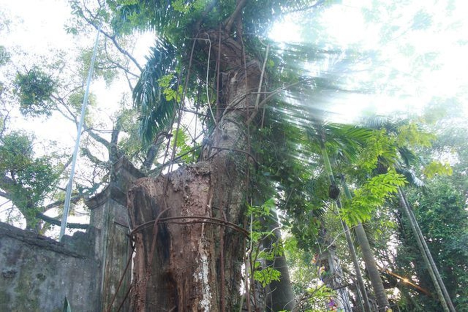 Cận cảnh buổi chặt hạ cây sưa trăm tỷ ở Hà Nội - 9 Cận cảnh buổi chặt hạ cây sưa trăm tỷ ở Hà Nội - 9