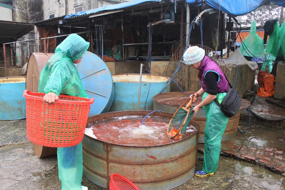 Tiểu thương thường mua vài yến cá chép về bán lẻ tại các chợ nhỏ. Tiểu thương thường mua vài yến cá chép về bán lẻ tại các chợ nhỏ.