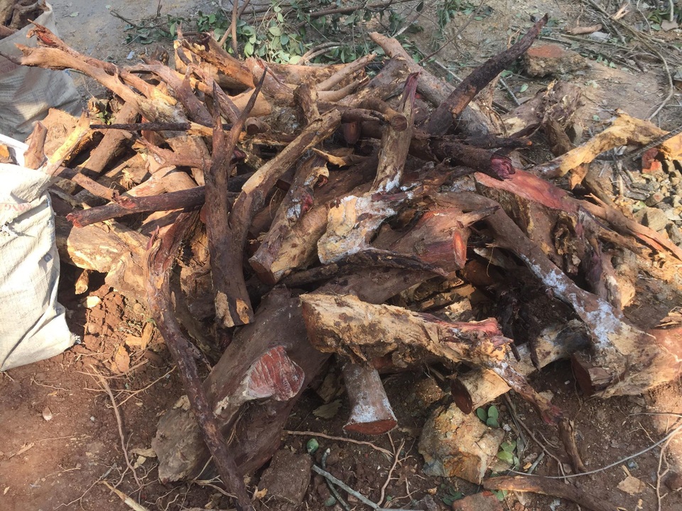 Cận cảnh buổi chặt hạ cây sưa trăm tỷ ở Hà Nội - 11 Cận cảnh buổi chặt hạ cây sưa trăm tỷ ở Hà Nội - 11