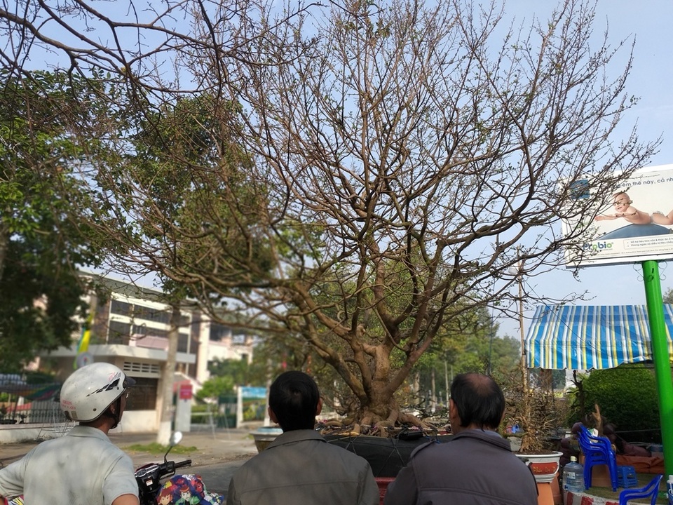 Cụ mai 100 tuổi được chào giá 2 tỷ đồng - 1 Cụ mai 100 tuổi được chào giá 2 tỷ đồng - 1