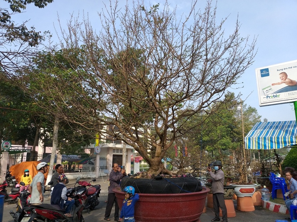 Cụ mai 100 tuổi được chào giá 2 tỷ đồng - 7 Cụ mai 100 tuổi được chào giá 2 tỷ đồng - 7